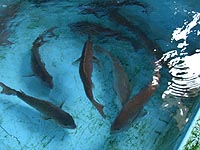 カネキ水産の養殖真鯛